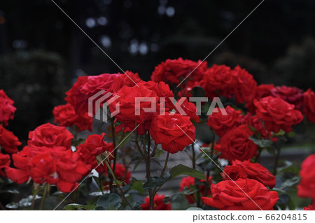 Crimson spring rose competing 66204815