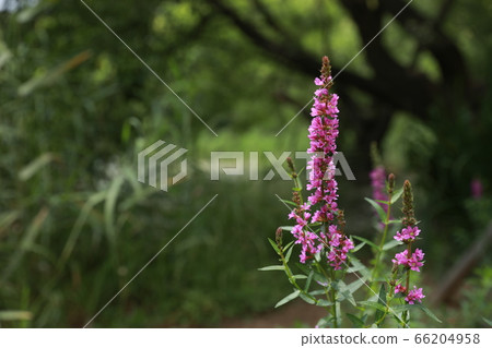 lavender lavender 66204958