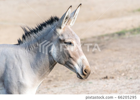 Portrait of grey donkey. Domestic mammal of farmlands 66205295