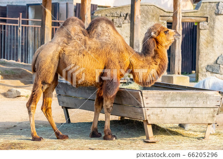 Bactrian two-humped camel, Camelus bactrianus. Liberec Zoo, Czech Republic. Bactrian two-humped camel, Camelus bactrianus. Liberec Zoo, Czech Republic. 66205296