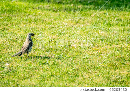 Kestrel catching worms on a lawn in County Donegal - Ireland Kestrel catching worms on a lawn in County Donegal - Ireland 66205480