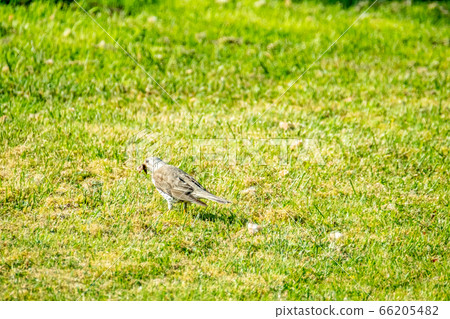 Kestrel catching worms on a lawn in County Donegal - Ireland Kestrel catching worms on a lawn in County Donegal - Ireland 66205482