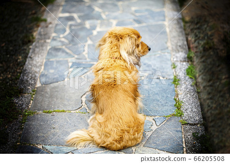 A loyal dog looking back from a dog waiting for his husband A loyal dog looking back from a dog waiting for his husband 66205508