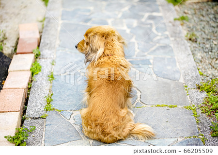 A loyal dog looking back from a dog waiting for his husband A loyal dog looking back from a dog waiting for his husband 66205509