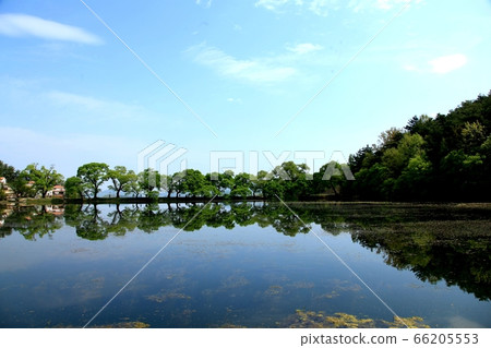 tree reflection tree reflection 66205553