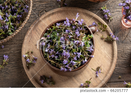 Fresh blooming ground-ivy in a ceramic pot 66205777