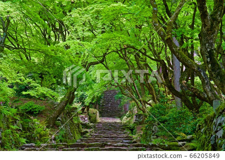 Fresh green chicken foot temple 66205849