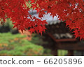 Red maple leaf background 66205896