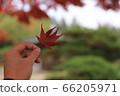 Maple leaf in hand 66205971