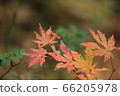 Maple leaf 66205978
