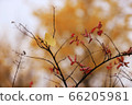 Maple tree 66205981