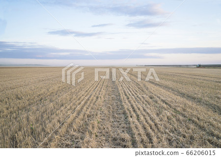 Beautiful agricultural field during cereal harvest Beautiful agricultural field during cereal harvest 66206015