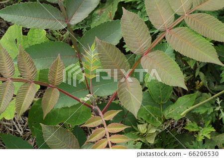 Nurude young leaves (white glue) 66206530