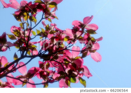 Spring Tree Flowers: Dogwood: Milky Way Bank Street Spring Tree Flowers: Dogwood: Milky Way Bank Street 66206564