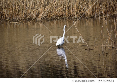 Great Egret in the pond 66206683