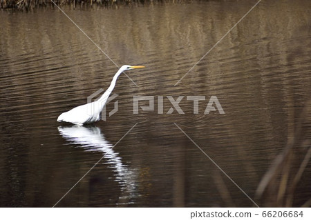 Great Egret in the pond 66206684