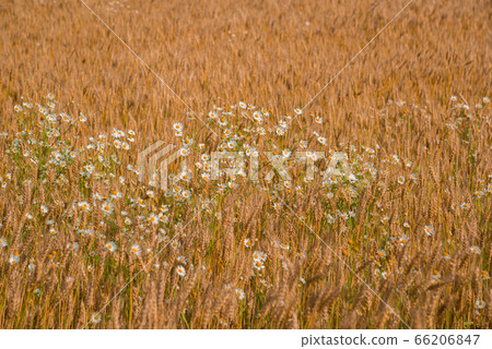 White wild daisies in a ripe wheat field 66206847