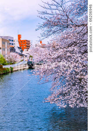 Cherry blossom trees in Monzennakacho Tokyo 66206946