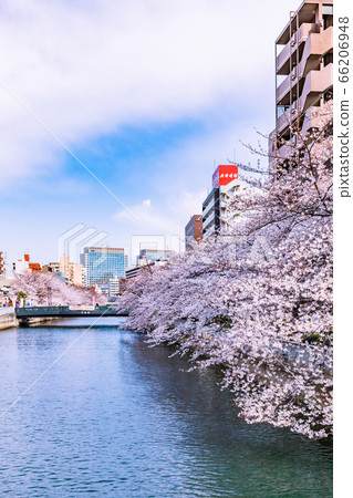 Cherry blossom trees in Monzennakacho Tokyo 66206948