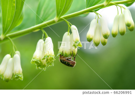 Amadocolo and clams Amadocolo and clams 66206991