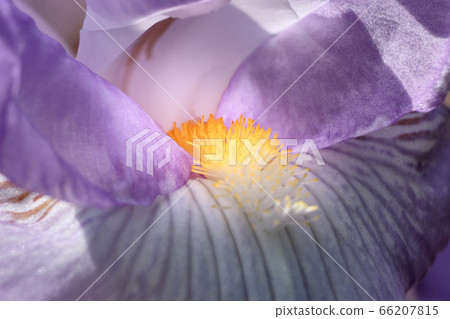 Bewitching German Iris 66207815