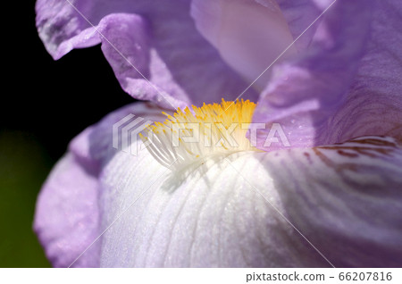 Bewitching German Iris 66207816