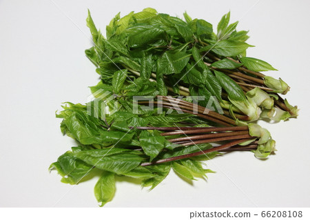 Koshiba Koshiba 66208108