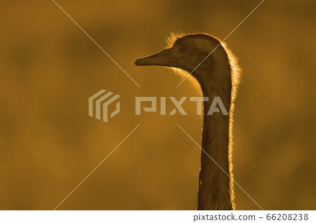 Greater rhea, Pampas. 66208238