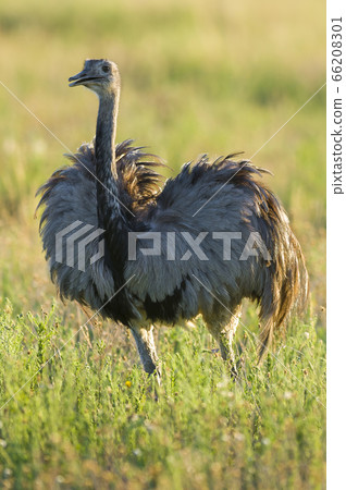 Greater rhea, Pampas. Greater rhea, Pampas. 66208301