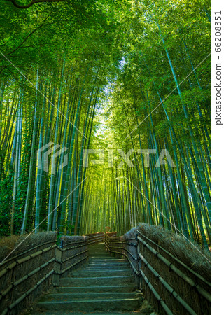 Kashino Nenbutsuji Bamboo Forest Diameter Summer 66208351