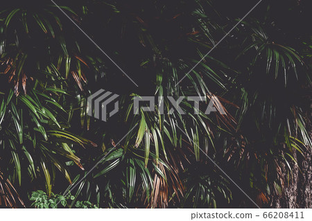 tropical leaf texture background, dark green tropical leaf texture background, dark green 66208411