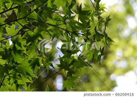 Aoba (Seriyo Shrine/Uzumasa, Ukyo-ku, Kyoto) 66208418