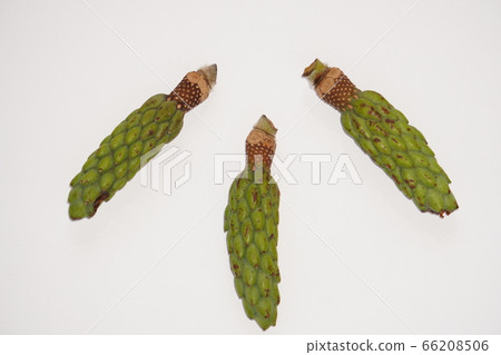 2020年6月5日，在家拍攝：拍攝玉蘭果實，白色背面 66208506