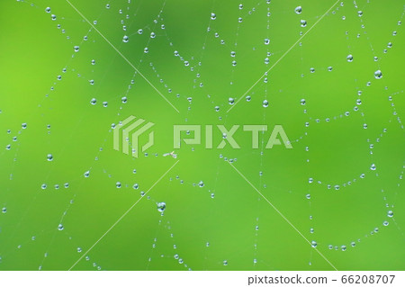 spiderweb spiderweb 66208707