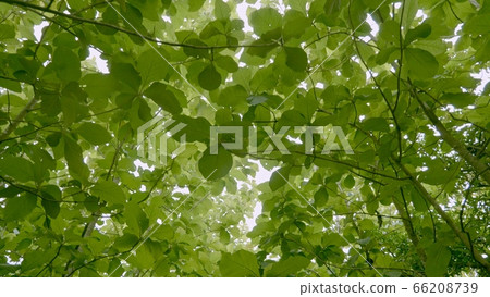 Teak forests in the environment the leaf on tree low angle view and agricultural in plantation with green leaf at the countryside with motion blur. Teak forests in the environment the leaf on tree low angle view and agricultural in plantation with green leaf at the countryside with motion blur. 66208739