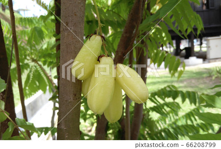 Averrhoa bilimbi commonly known belimbing buluh used by people at southeast Asia as a culinary spice and as a flavour enhancer to sour dishes.  66208799