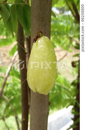 Averrhoa bilimbi commonly known belimbing buluh used by people at southeast Asia as a culinary spice and as a flavour enhancer to sour dishes.  66208800