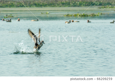 A migratory Indian Cormorant bird flying over lake 66209259