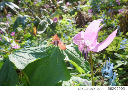 北海道臼草町Kinausunai片假和三葉草的花朵 北海道臼草町Kinausunai片假和三葉草的花朵 66209903