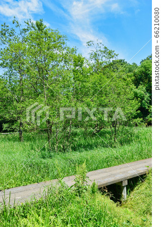 大町公園（千葉縣市川市大町自然觀察公園） 66210080