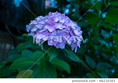說到雨季的花朵,繡球花 說到雨季的花朵,繡球花 66210163