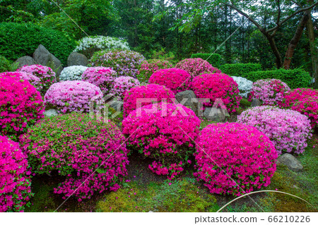 Amazing blossoming rhododendrons in japanese Amazing blossoming rhododendrons in japanese 66210226