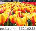黃色鬱金香領域 66210282