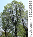 新鮮的綠樹 66210366