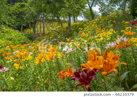 Yukari no Yuri lily flower Fukuroi City [Shizuoka Prefecture] 66210379