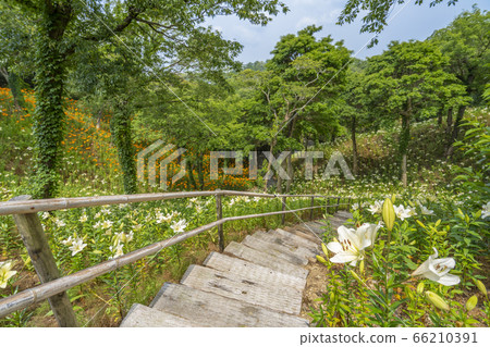 Yukari no Yuri百合花Fukuroi市[靜岡縣] 66210391