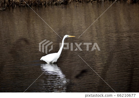Great Egret in the pond 66210677