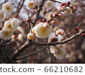 盛開的白梅花 66210682