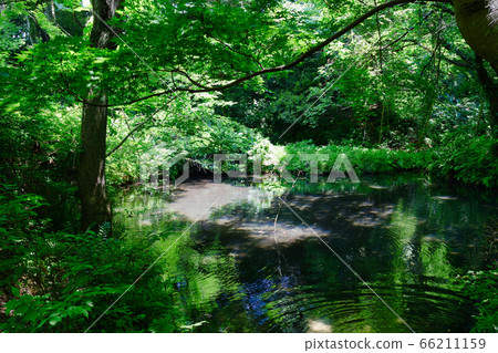 大町公園(千葉縣市川市大町自然觀察公園) 大町公園(千葉縣市川市大町自然觀察公園) 66211159