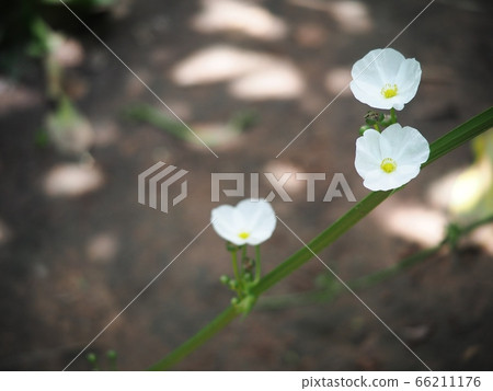 little shiny white flowers of decorative wetland plant: Arrow Head Ame Son/ Sagittaria lancifolia under natural sunlight in dark environment and brown garden earth background little shiny white flowers of decorative wetland plant: Arrow Head Ame Son/ Sagittaria lancifolia under natural sunlight in dark environment and brown garden earth background 66211176